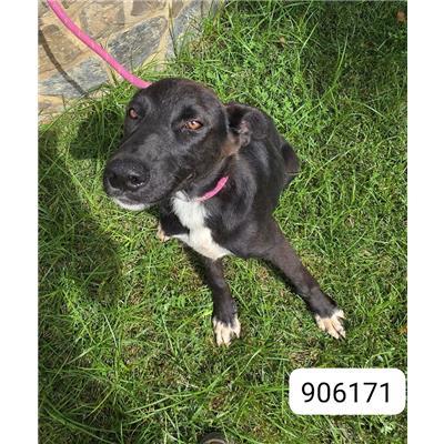 COMUNE DI STRONGOLI - Cane - Microchip 380260102906171