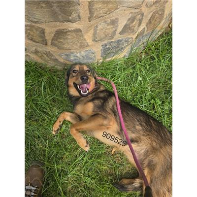 COMUNE DI ISOLA DI CAPO RIZZUTO - Cane - Microchip 380260102909525