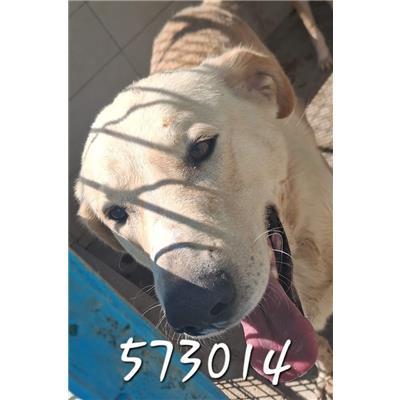 CATANZARO - Cane - Microchip 380260044573014