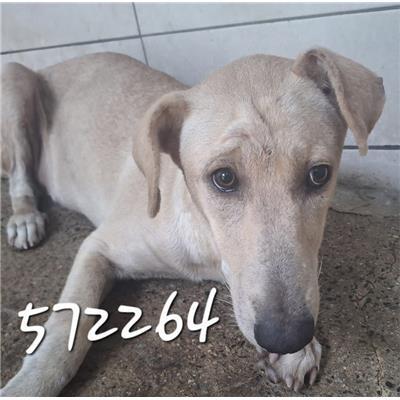 CATANZARO - Cane - Microchip 380260044572264