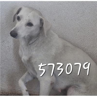 COMUNE DI PENTONE - Cane - Microchip 380260044573079