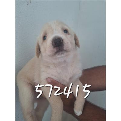 COMUNE DI PENTONE - Cane - Microchip 380260044572415