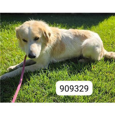 COMUNE DI CROTONE - Cane - Microchip 380260102909329