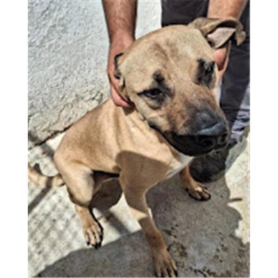 COMUNE DI SAN GIOVANNI IN FIORE - Cane - Microchip 380260044287345