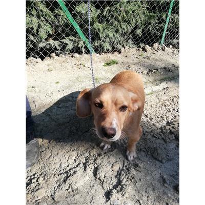 COMUNE DI SAN GIOVANNI IN FIORE - Cane - Microchip 380260004116072
