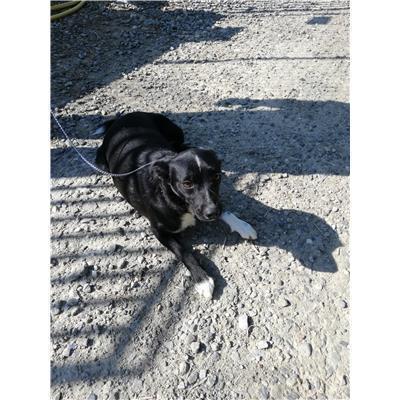 COMUNE DI SAN GIOVANNI IN FIORE - Cane - Microchip 380260004116077