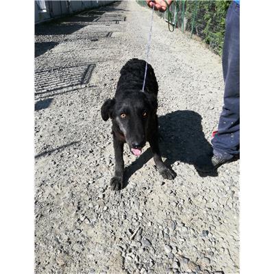 COMUNE DI SAN GIOVANNI IN FIORE - Cane - Microchip 380260004116037