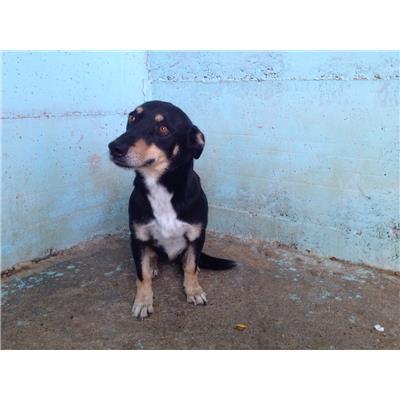 COMUNE DI ISOLA DI CAPO RIZZUTO - Cane - Microchip 380260070025040