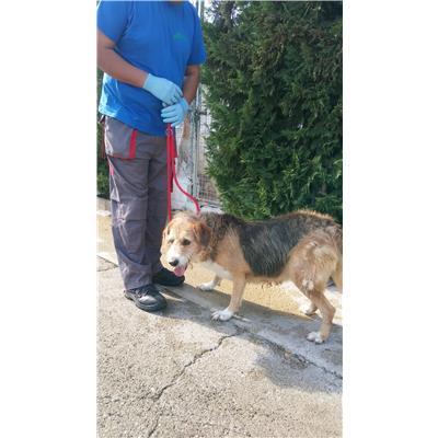 COMUNE DI CROTONE - Cane - Microchip 380260070026533