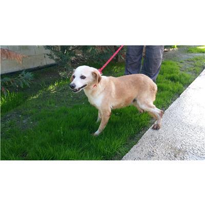 COMUNE DI CROTONE - Cane - Microchip 941000000537146