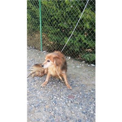 COMUNE DI CROTONE - Cane - Microchip 981100002034368