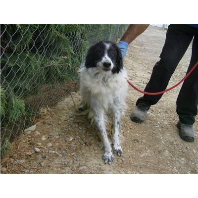 COMUNE DI SIMERI CRICHI - Cane - Microchip 380260000512873