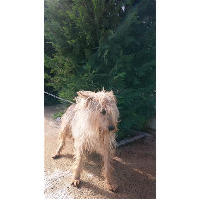 COMUNE DI CROTONE - Cane - Microchip 380260040453249