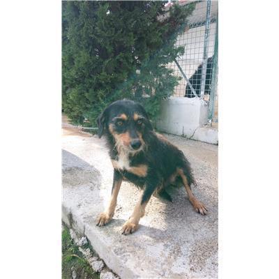 COMUNE DI CROTONE - Cane - Microchip 380260040369699