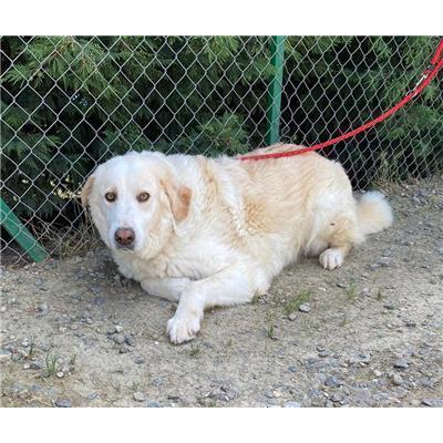 COMUNE DI STRONGOLI - Cane - Microchip 380260040376612