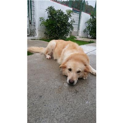 COMUNE DI CROTONE - Cane - Microchip 380260040372696