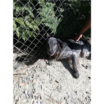 COMUNE DI CROTONE - Cane - Microchip 380260040386435