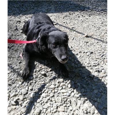 COMUNE DI CROTONE - Cane - Microchip 380260040449040