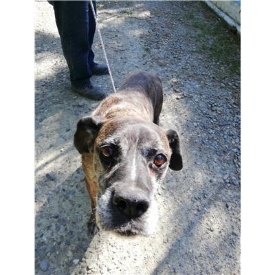 COMUNE DI CROTONE - Cane - Microchip 380260040465076
