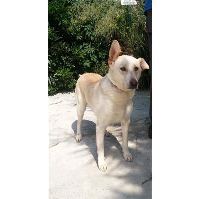 COMUNE DI CROTONE - Cane - Microchip 380260100038638