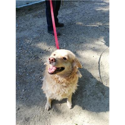 COMUNE DI CROTONE - Cane - Microchip 380260010282025