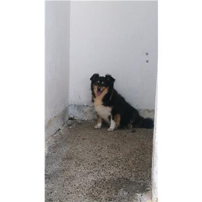 COMUNE DI CROTONE - Cane - Microchip 380260010303219