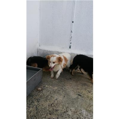 COMUNE DI CROTONE - Cane - Microchip 380260010303250