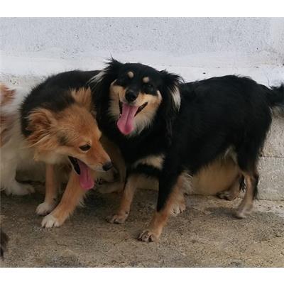 COMUNE DI CROTONE - Cane - Microchip 380260010303232