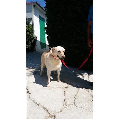 COMUNE DI CROTONE - Cane - Microchip 380260010303373