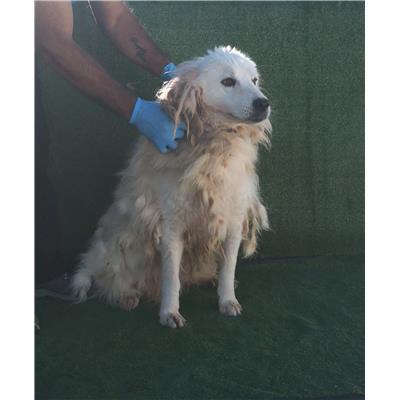 COMUNE DI SIMERI CRICHI - Cane - Microchip 380260042384172