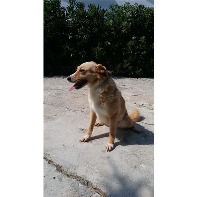 COMUNE DI CROTONE - Cane - Microchip 380260010303484