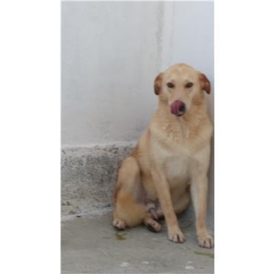 COMUNE DI CROTONE - 380260010300685