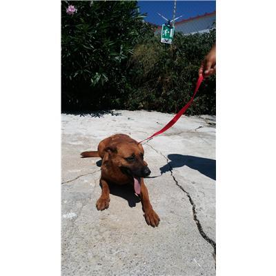 COMUNE DI CROTONE - Cane - Microchip 380260010300809