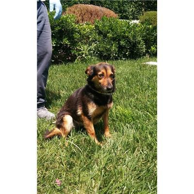 COMUNE DI CROTONE - Cane - Microchip 380260010300942