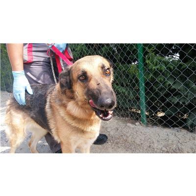 COMUNE DI CROTONE - Cane - Microchip 380260010300840