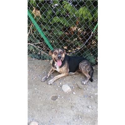 COMUNE DI CROTONE - Cane - Microchip 380260010300938