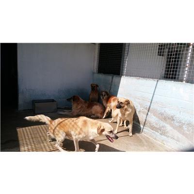 COMUNE DI CROTONE - Cane - Microchip 380260010300895