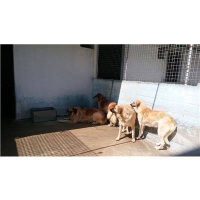 COMUNE DI CROTONE - Cane - Microchip 380260010300892