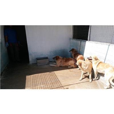 COMUNE DI CROTONE - Cane - Microchip 380260010300894