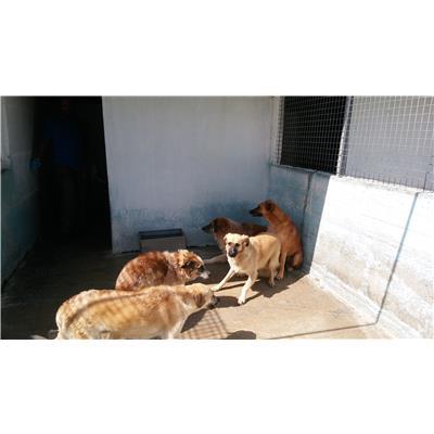 COMUNE DI CROTONE - Cane - Microchip 380260010300912