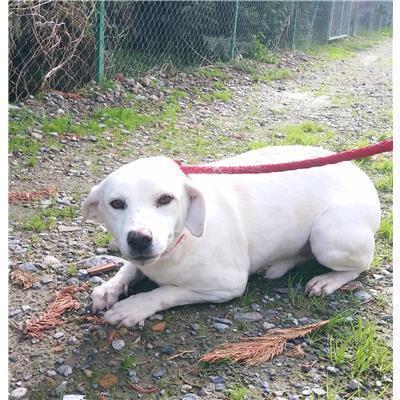 COMUNE DI CROTONE - Cane - Microchip 380260010300960