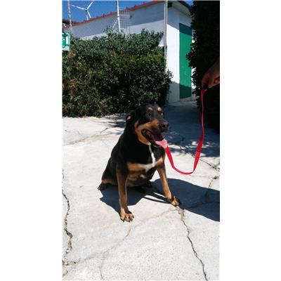 COMUNE DI CROTONE - Cane - Microchip 380260010302174