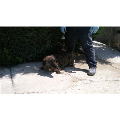 COMUNE DI CROTONE - Cane - Microchip 380260010299929