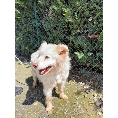 COMUNE DI SANT'ANDREA APOSTOLO - Cane - Microchip 380260000474426