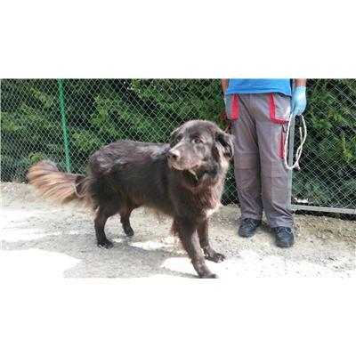 COMUNE DI CROTONE - Cane - Microchip 380260010300022