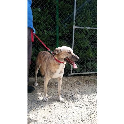 COMUNE DI CROTONE - Cane - Microchip 380260010299988