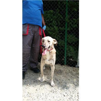 COMUNE DI CROTONE - 380260010299988