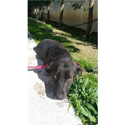 COMUNE DI CROTONE - Cane - Microchip 380260010300040
