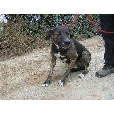 COMUNE DI SIMERI CRICHI - Cane - Microchip 380260042916051