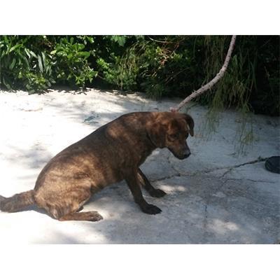 COMUNE DI CROTONE - Cane - Microchip 380260101065560